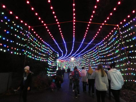 A Night at the Zoo Lights